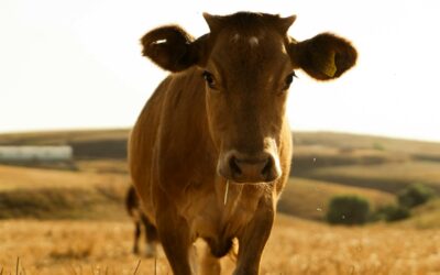 Actividades veterinárias