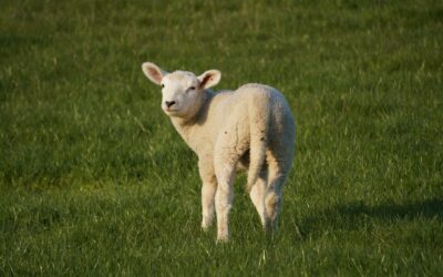 Produção animal